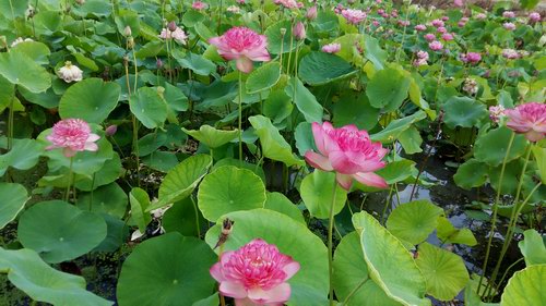 荷花场景图1