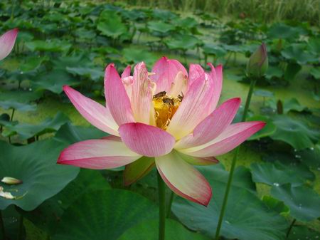 蝶恋花