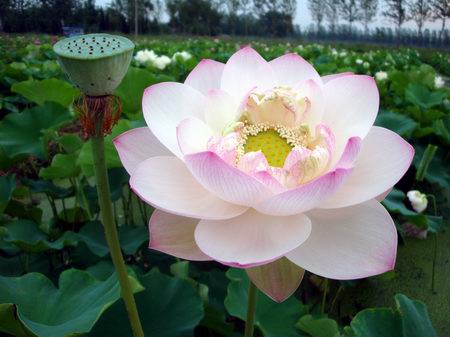 高风亮节
