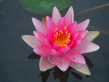 布岗黛公主