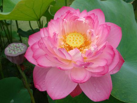 锦旗